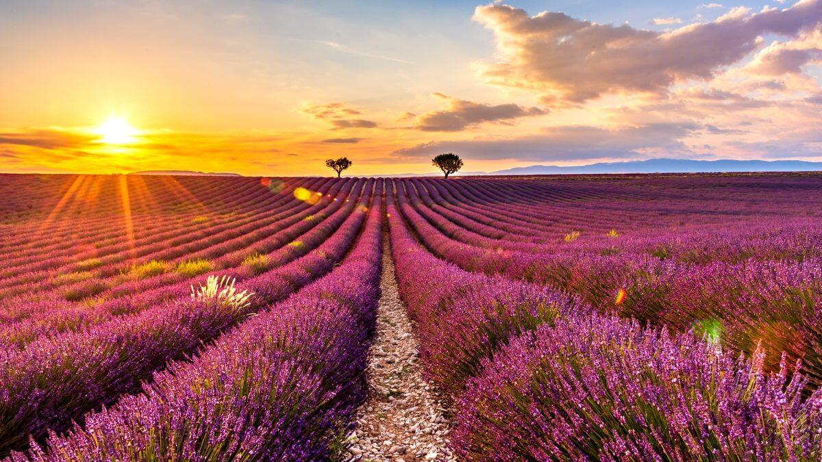 Lavender fields in bloom in Provence
