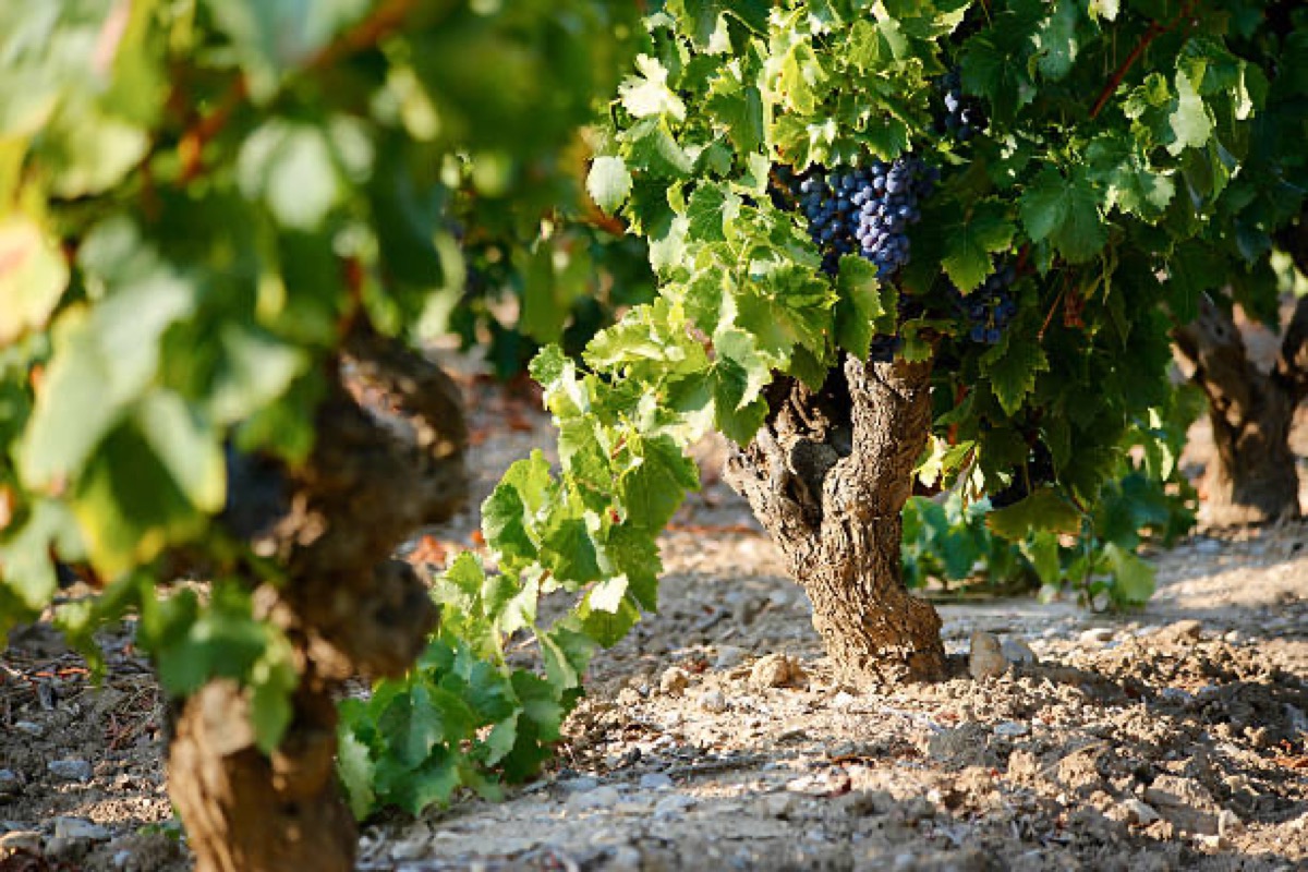Weingüter der Côtes du Rhône in der Provence